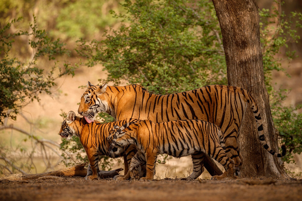 Experience the Adventure and Thrill of Kabini With Regenta Resort