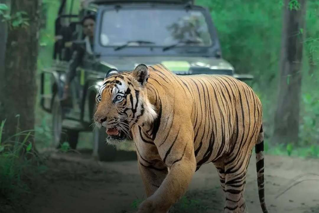 A Complete Guide to Safari Stays & Wildlife Escapes in Kabini