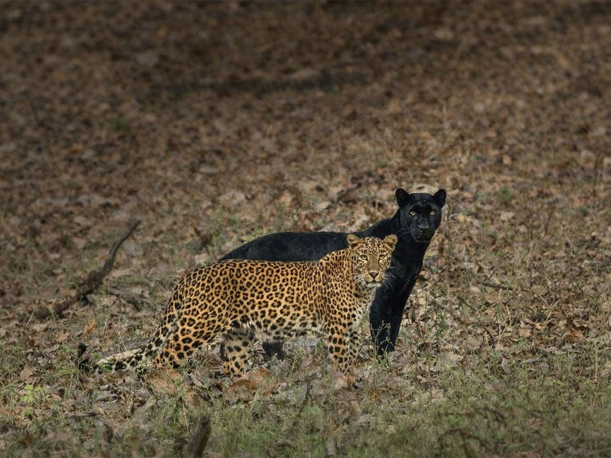 Kabini Safari Stay Guide: Planning Your Stay at Regenta Resort Kabini