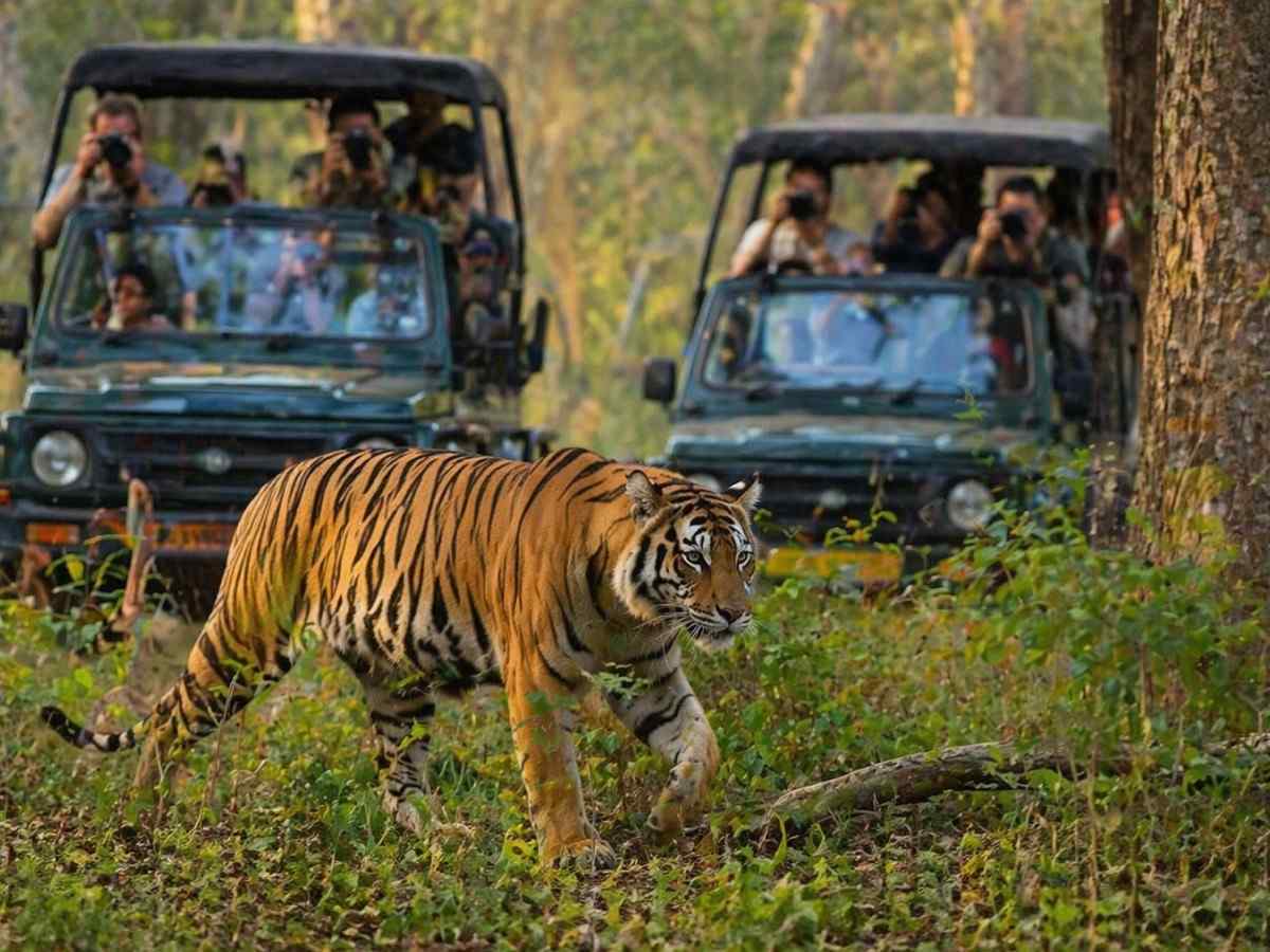 Kabini Summer Travel Guide: Safari, Weather & Where to Stay