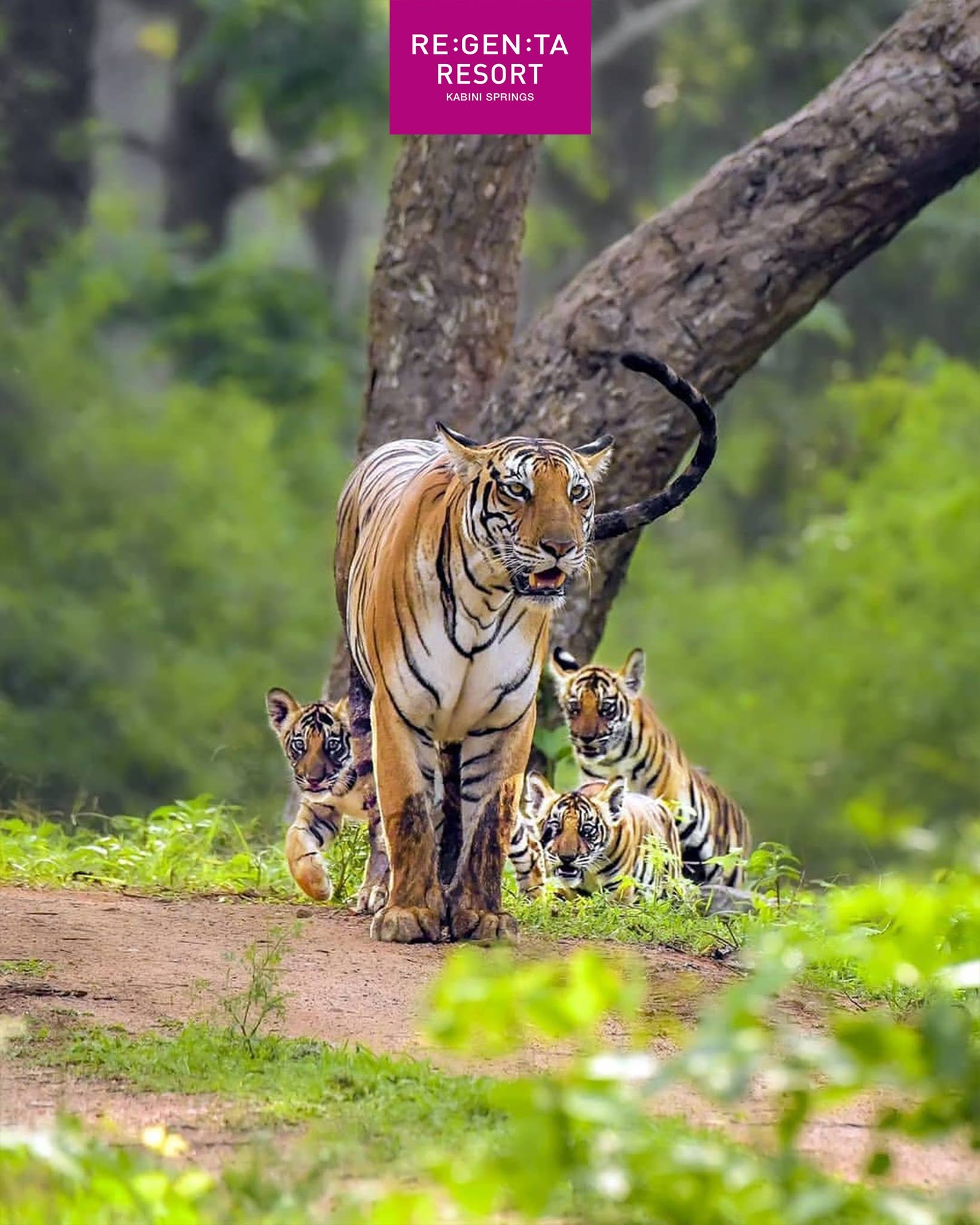 Tiger reserve resort in Kabini