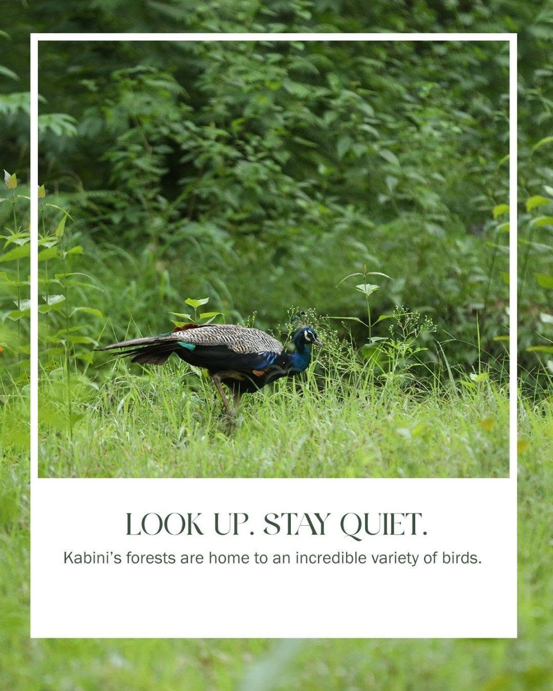 birdwatching resort Kabini